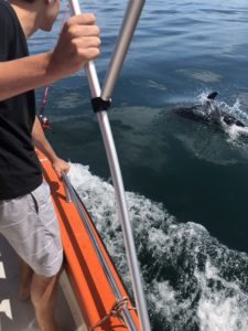 A person aboard a boat grasps a metal pole, gazing down at the water where a dolphin is visible just beneath the surface, its presence creating ripples and splashes