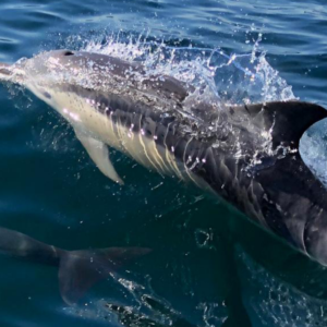 A large dolphin is captured mid-breach, with its dorsal fin and upper body emerging from the water, creating splashes that reflect its swift movement. The grey and white tones of the dolphin’s skin are visible, adding to the dynamic and powerful impression of this marine wildlife scene.